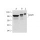 GRAP1 Antibody (E-7) - Western Blotting - Image 301526 