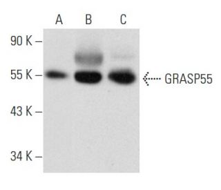 GRASP55 Antibody (E-11) - Western Blotting - Image 354279 
