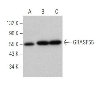 GRASP55 Antibody (E-11) - Western Blotting - Image 365114