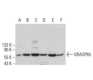 GRASP65 Antibody (B-3) - Western Blotting - Image 382131