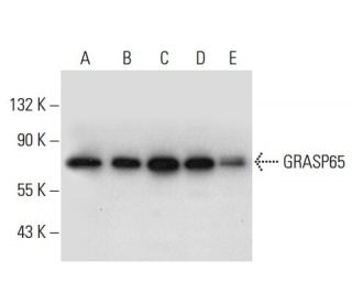 GRASP65 Antibody (D-12) - Western Blotting - Image 303921