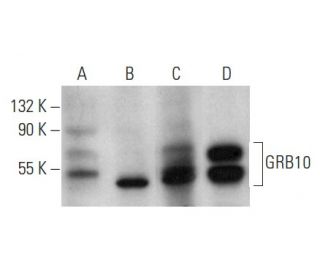 GRB10 Antibody (C-11) - Western Blotting - Image 354282 