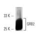 GRB2 Antibody (1-68) - Western Blotting - Image 3014 
