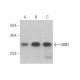 GRB2 Antibody (1-68) - Western Blotting - Image 353289 