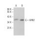GRB2 Antibody (1-68) - Western Blotting - Image 377038