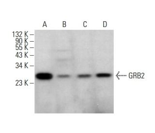 GRB2 Antibody (C-6) - Western Blotting - Image 377076 