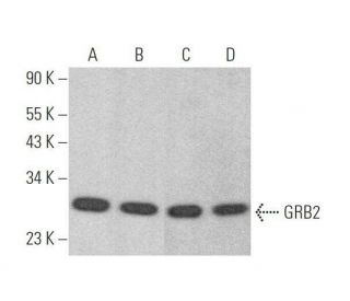 GRB2 Antibody (F-3) - Western Blotting - Image 353282 