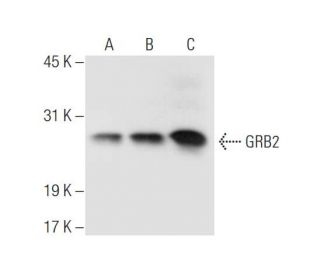 GRB2 Antibody (H-9) - Western Blotting - Image 57661 