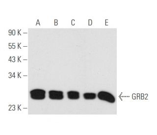 GRB2 Antibody (F-3) - Western Blotting - Image 56272