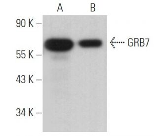 GRB7 Antibody (A-12) - Western Blotting - Image 363810 