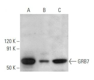 GRB7 Antibody (B-9) - Western Blotting - Image 354417 
