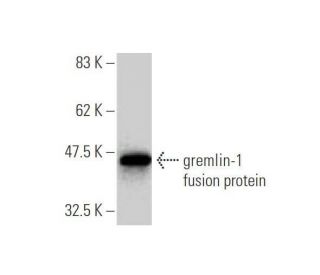 gremlin-1 Antibody (4C2) - Western Blotting - Image 349559