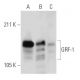 GRF-1 Antibody (C-4) - Western Blotting - Image 291879 