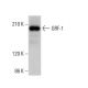 GRF-1 Antibody (C-4) - Western Blotting - Image 379173