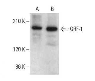 GRF-1 Antibody (C-4) - Western Blotting - Image 381111 