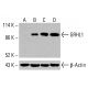 抗体:syntenin-1 (C-3):sc-515538。通过蛋白质印迹分析HeLa(A)、K-562(B)和HCT-116(C)完整细胞裂解物中syntenin-1的表达。使用的检测试剂:m-IgG Fc BP-HRP:sc-525409。 GRHL1 Antibody (D-2) - Western Blotting - Image 416035