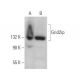 Grid2ip Antibody (A-4) - Western Blotting - Image 371883