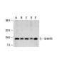 Grim19 Antibody (1A8) - Western Blotting - Image 19534 