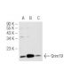Grim19 Antibody (1A8) - Western Blotting - Image 50284