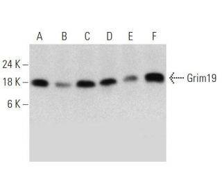Grim19 Antibody (1A8) - Western Blotting - Image 358607 