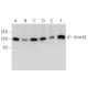 Grim19 Antibody (1A8) - Western Blotting - Image 358607 
