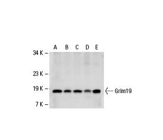 Grim19 Antibody (1A8) - Western Blotting - Image 19534 