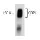 GRIP1 Antibody (32) - Western Blotting - Image 60304 
