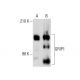 GRIP1 Antibody (32) - Western Blotting - Image 138580
