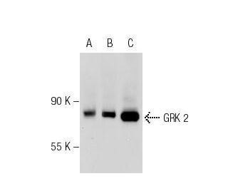 GRK 2 Antibody (C-9) - Western Blotting - Image 125832
