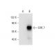 GRK 7 Antibody (F-4) - Western Blotting - Image 308049