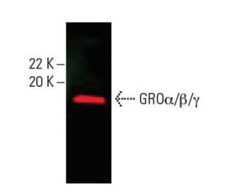 GROα/β/γ Antibody (A-6) - Western Blotting - Image 396243SAM Transcription Activation: SAM system utilizing dCas9-VP64, MS2-P65-HSF1, and sgRNA for precise gene transcription activation.