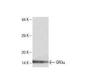 GRO&alpha; Antibody (5G11) - Western Blotting - Image 136757
