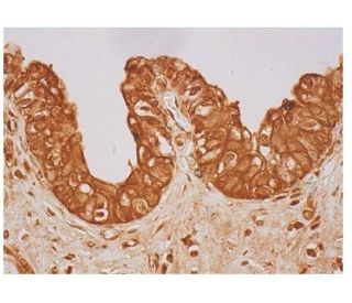 GRO&alpha;/&beta;/&gamma; Antibody (A-6) - Immunohistochemistry - Image 350197 