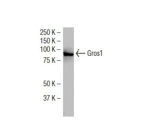 Gros1 Antibody (F-07) - Western Blotting - Image 34599 