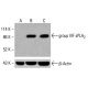 group IVF sPLA2 Antibody (C-6) - Western Blotting - Image 415520