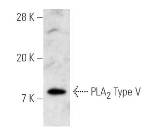 group V PLA<sub>2</sub> Antibody (3G1) - Western Blotting - Image 3789 