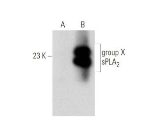 group X sPLA<sub>2</sub> Antibody (E-4) - Western Blotting - Image 319616 
