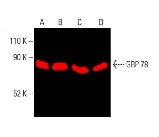 HSPA5/BiP/GRP78 Antibody (E-4) - Western Blotting - Image 403865 