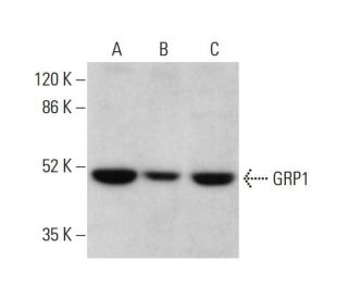GRP1 Antibody (E-8) - Western Blotting - Image 378178 