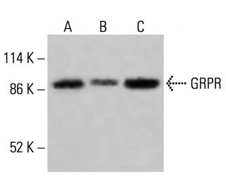 GRPR Antibody (F-6) - Western Blotting - Image 414946 