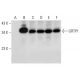 GRTP1 Antibody (G-6) - Western Blotting - Image 311969 