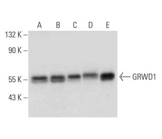 GRWD1 Antibody (D-1) - Western Blotting - Image 314089 