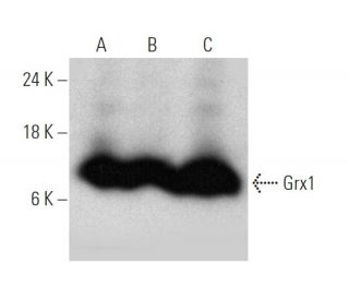 Grx1 Antibody (3C11) - Western Blotting - Image 368185 
