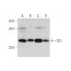 GS1 Antibody (A-7) - Western Blotting - Image 325111 