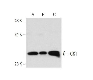 GS1 Antibody (D-6) - Western Blotting - Image 325113 