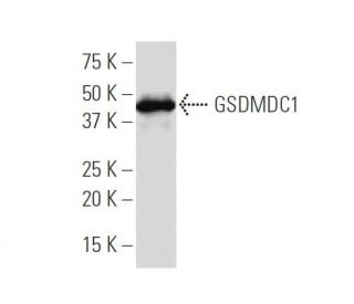 GSDMDC1 Antibody (64-Y) - Western Blotting - Image 33516 
