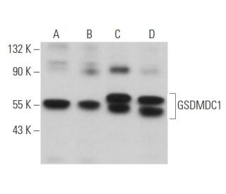 GSDMDC1 Antibody (H-11) - Western Blotting - Image 367718 