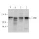 GSE1 Antibody (F-12) - Western Blotting - Image 369918 
