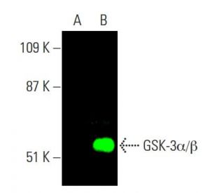 GSK3 alpha/beta Antibody (0011-A) - Western Blotting - Image 381499 