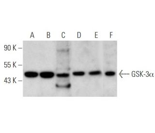 GSK-3&alpha; Antibody (B-8) - Western Blotting - Image 353733 